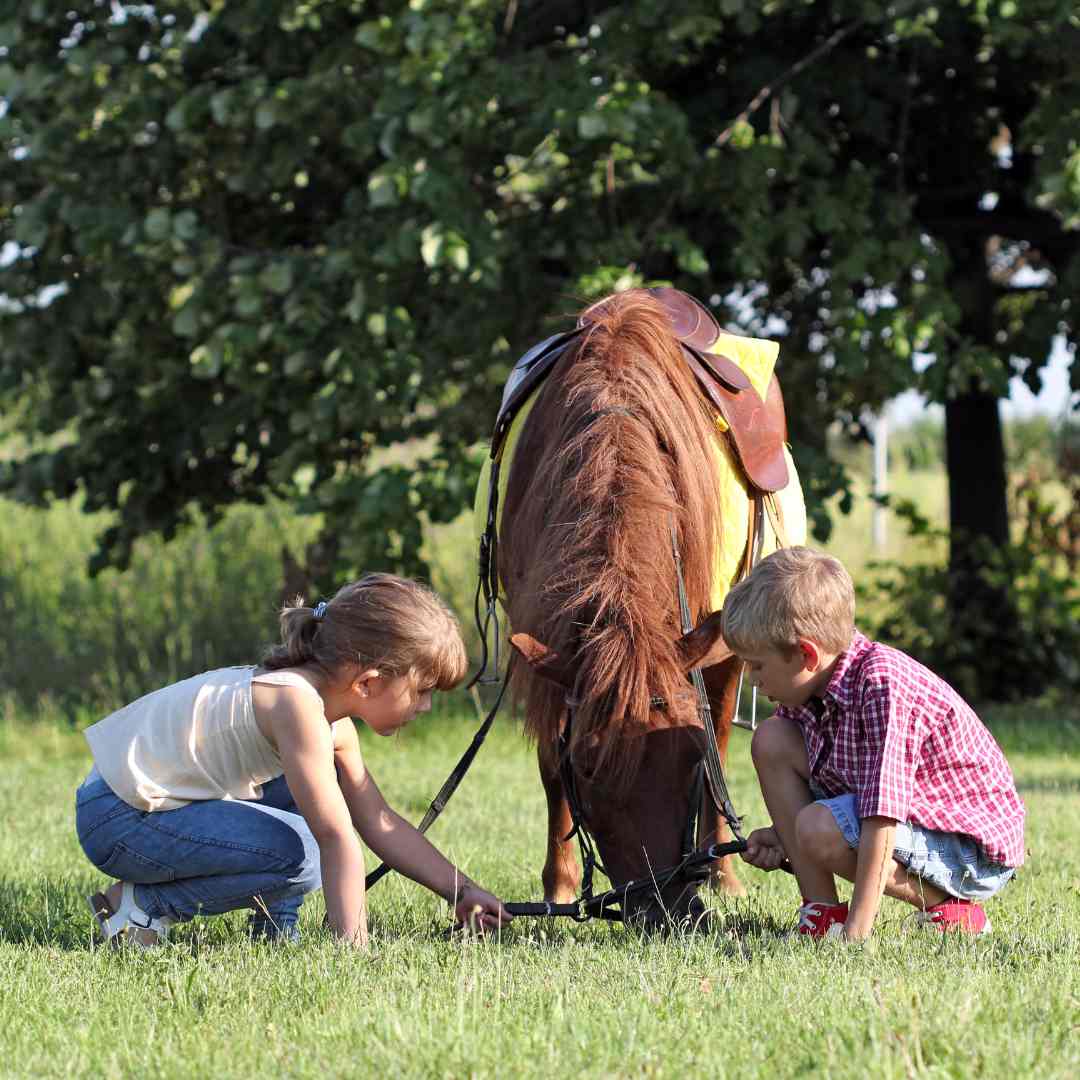concorso-equitazione